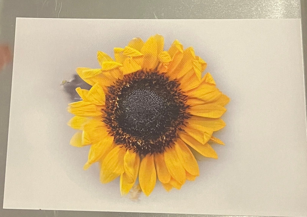 'Things Die' Postcard - (4" x 6")